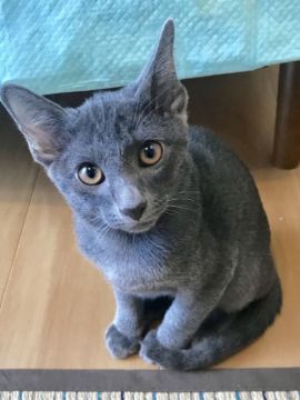 コラット【栃木県・男の子・2018年5月25日・シルバーティップドブルー（シングルコート）】の写真「とても好奇心旺盛な男の子です」