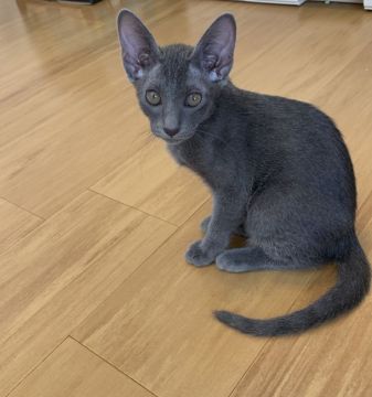 コラット【栃木県・女の子・2020年7月7日・シルバーティップドブルー（シングルコート）】の写真「とても元気でかわいい女の子」