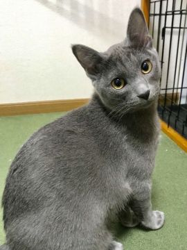 コラット【栃木県・男の子・2018年9月22日・シルバーティップドブルー（シングルコート）】の写真「小柄ですがとても元気な男の子です」