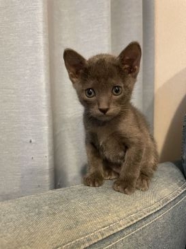 コラット【栃木県・男の子・2021年2月15日・シルバーティップドブルー（シングルコート）】の写真「とても甘えん坊で元気な男の子です」