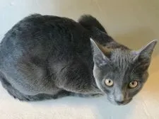 コラット【栃木県・男の子・2017年10月18日・シルバーティップドブルー】の写真4