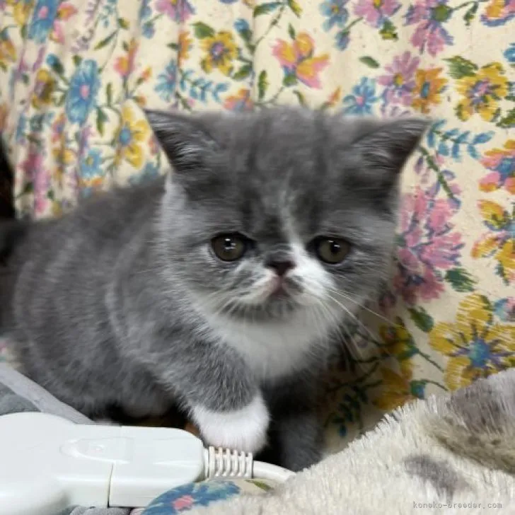 ID:2303-03155の子猫