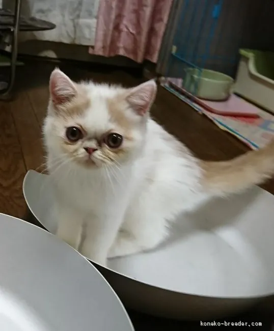 ID：2007-01302の子猫