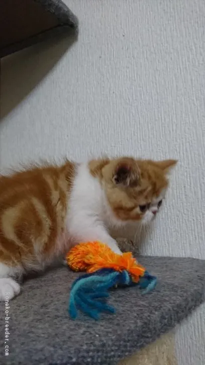 ID:1803-01426の子猫