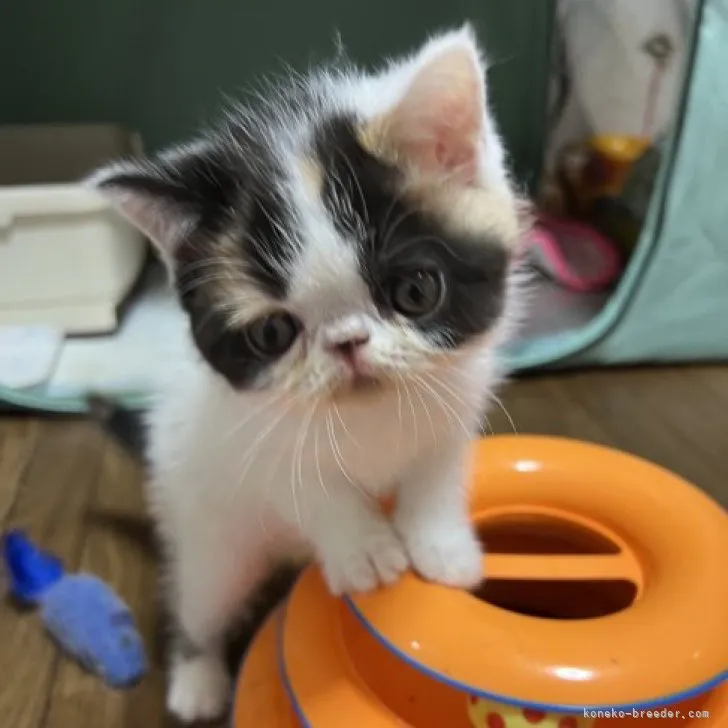 ID:2305-03173の子猫
