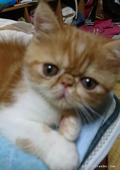ID：1810-01276の子猫