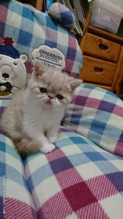 ID:1712-00946の子猫