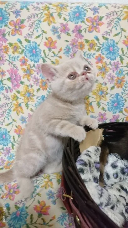 ID：1811-00155の子猫