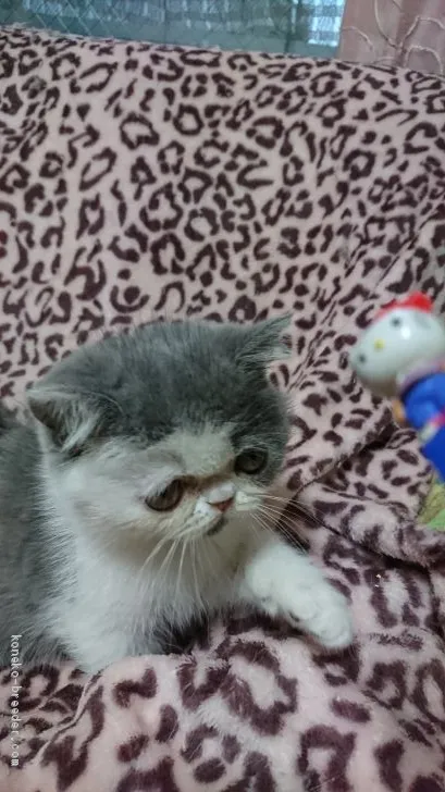 ID:2102-00957の子猫