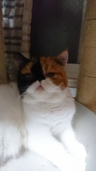 エキゾチックショートヘア【神奈川県・女の子・2017年12月11日・キャリコ】の写真1「寝起きをパシャリ」