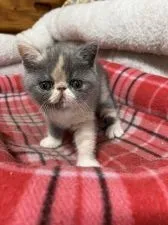 エキゾチックショートヘア【神奈川県・女の子・2022年1月27日・ダイリュートキャリコ】の写真5「末っ子のせいか、今は兄妹の中で1番の甘ったれさんです。」