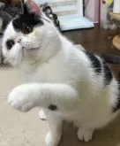 エキゾチックショートヘア【神奈川県・男の子・2023年4月12日・ブラック&ホワイト】の写真5「傾げてじゃらしを待ってます」