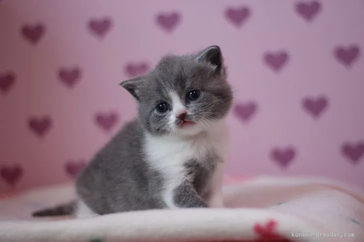 ID:1703-00951の子猫