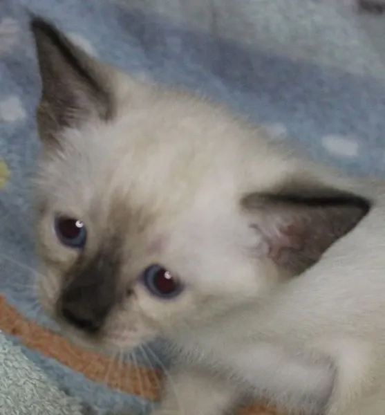 ID:1412-00035の子猫