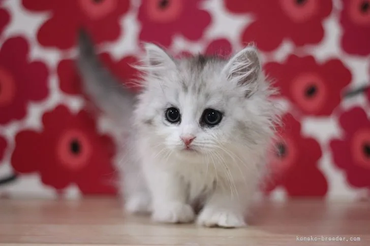 ID：2104-01435の子猫