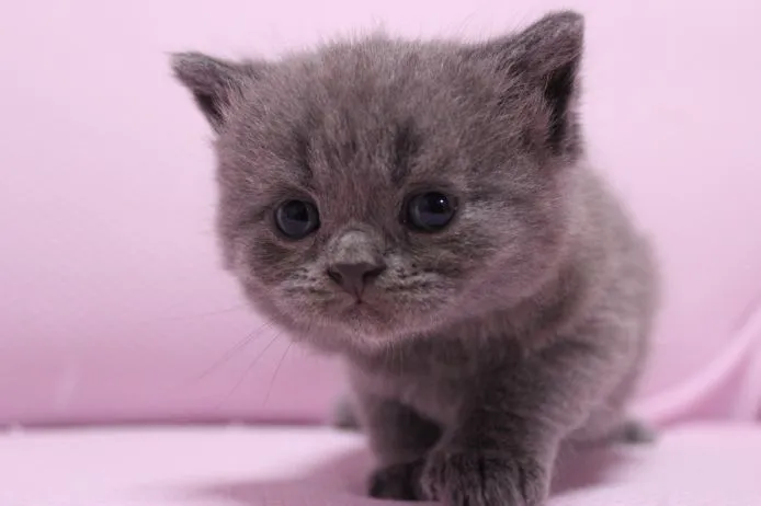 ID：1505-00478の子猫