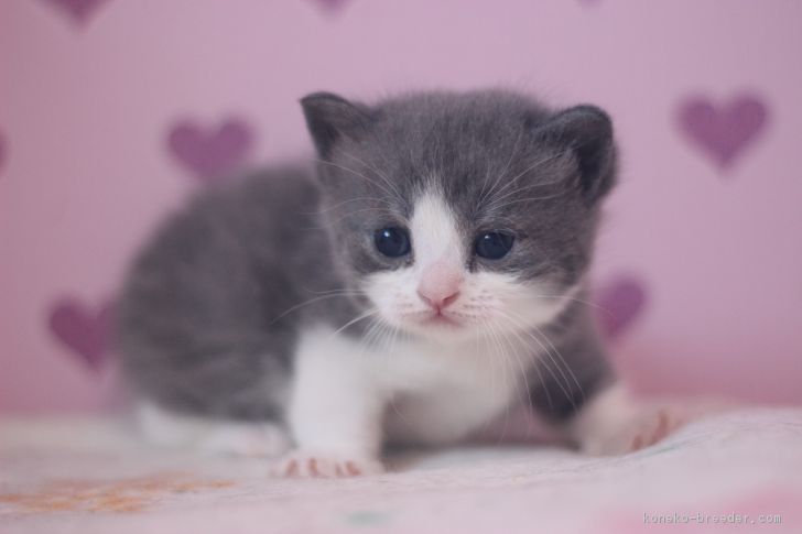 マンチカン 男の子 ブルータビー ホワイト 17 01 10生まれ 東京都 子猫id 1701 超短足でとても可愛い 男の子です みんなの子猫ブリーダー