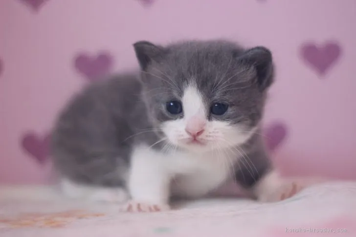 ID:1701-00814の子猫