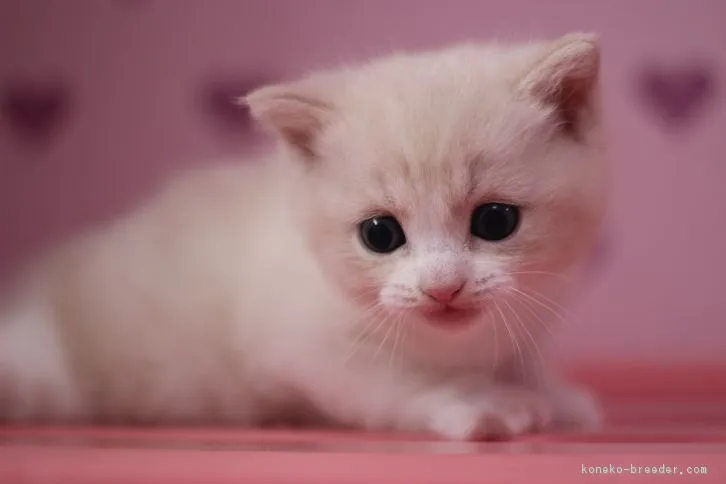 ID：1611-00285の子猫