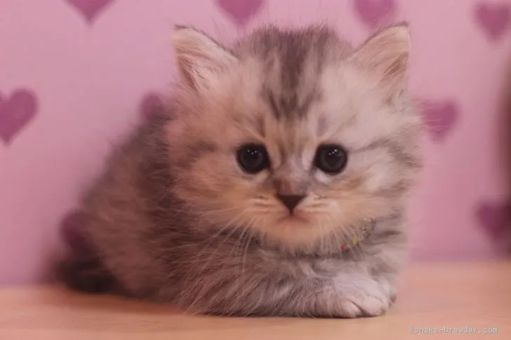 ココヤシ 様のお迎えした子猫