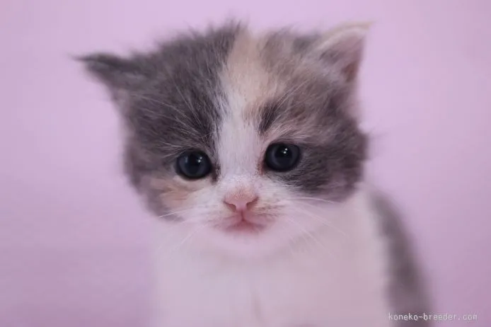 ID：1510-00395の子猫