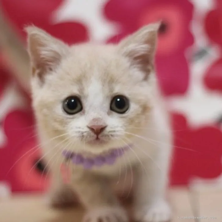 ID：2304-00493の子猫