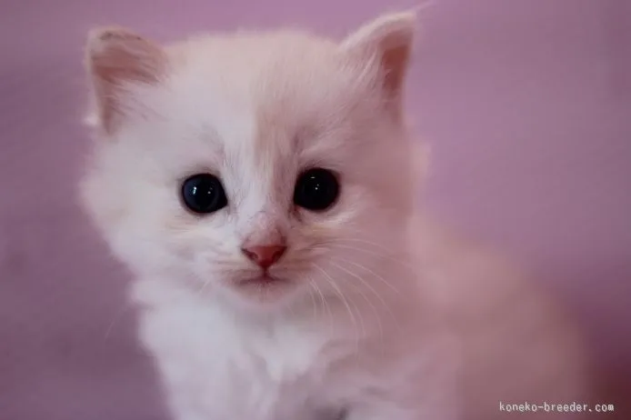 ID:1509-00426の子猫