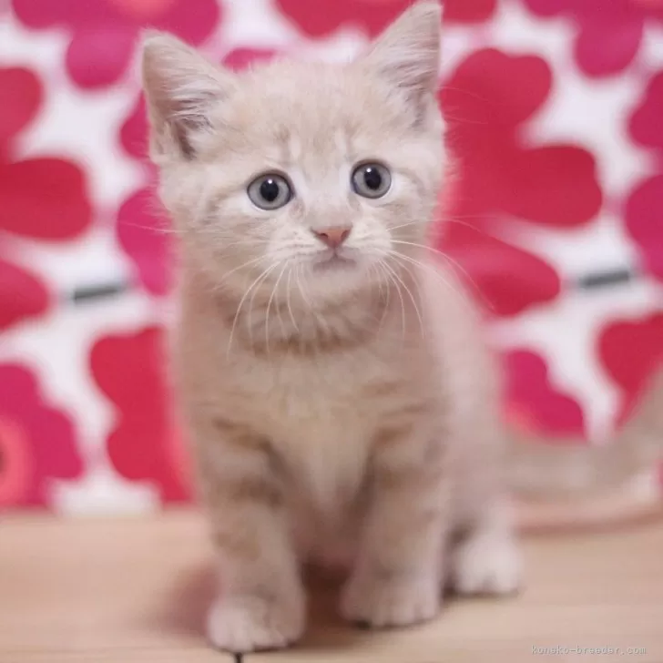 ID：2411-02833の子猫