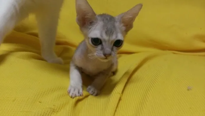 シンガプーラ【東京都・男の子・2014年8月17日・セピアアグーティ】の写真1