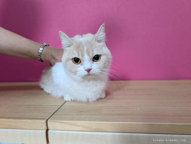 マンチカン【・女の子・2024年7月3日・クリームタビー&amp;ホワイト】