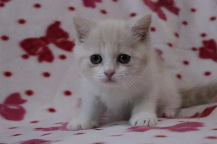 ID：1412-00131の子猫