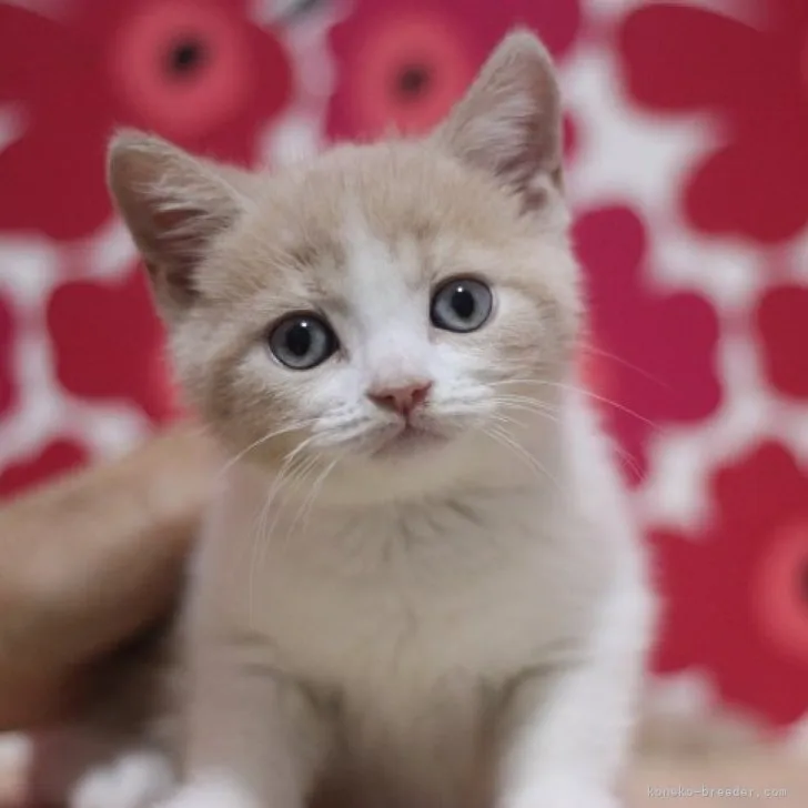 ID:2308-00184の子猫