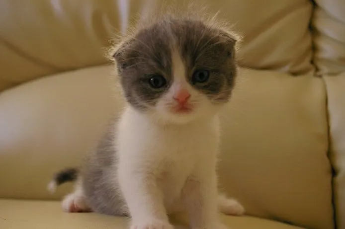 ID：1410-00205の子猫