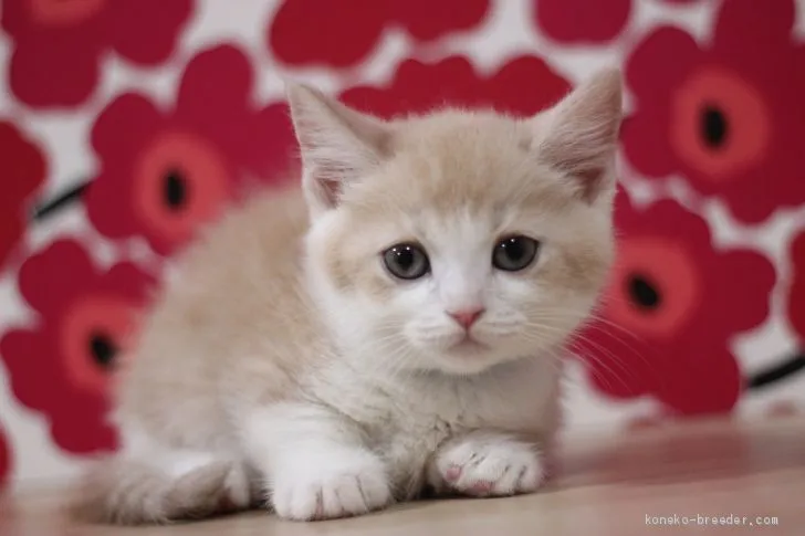 ID:2103-01264の子猫