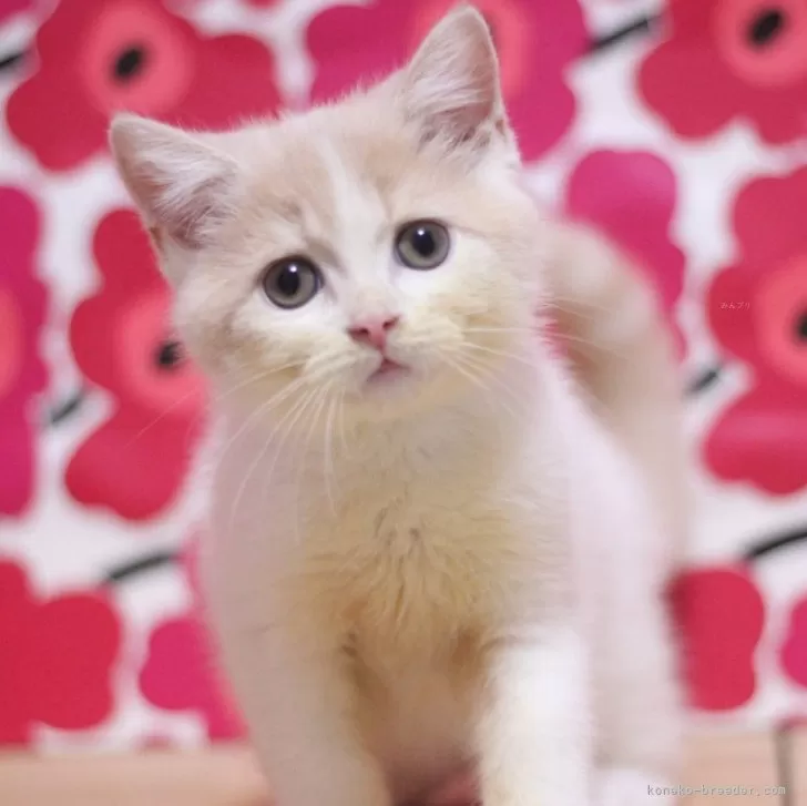 スコティッシュフォールド(立ち耳)【東京都・男の子・2024年6月11日・クリームタビー&amp;ホワイト】の写真1