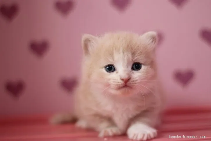 ID：1609-00434の子猫