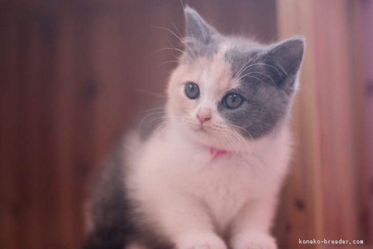 ID:1611-00483の子猫