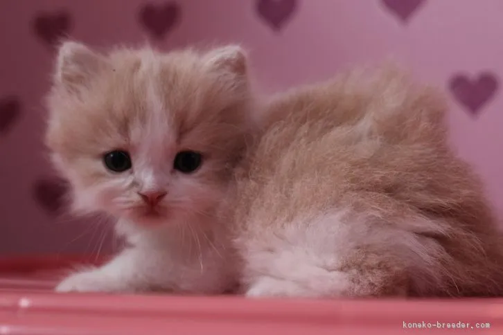 てんママ 様のお迎えした子猫