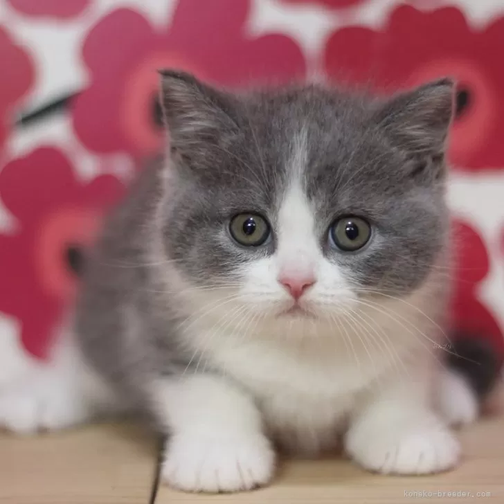 スコティッシュフォールド(立ち耳)【東京都・男の子・2024年2月25日・ブルータビー&amp;ホワイト】の写真1