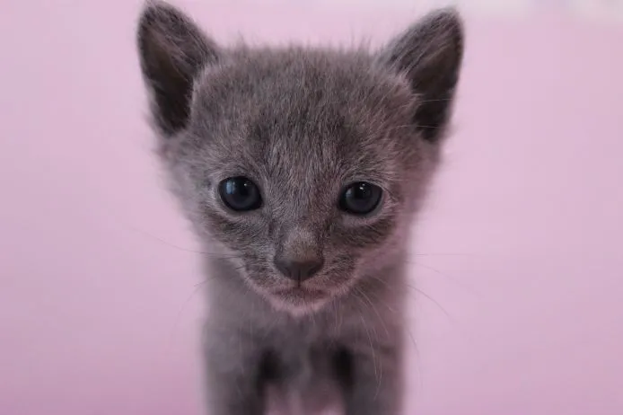 ID:1503-00104の子猫