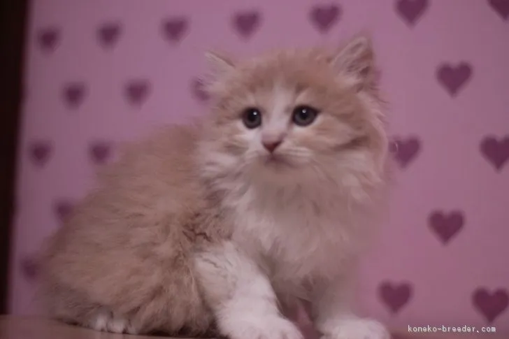 しーぽん 様のお迎えした子猫