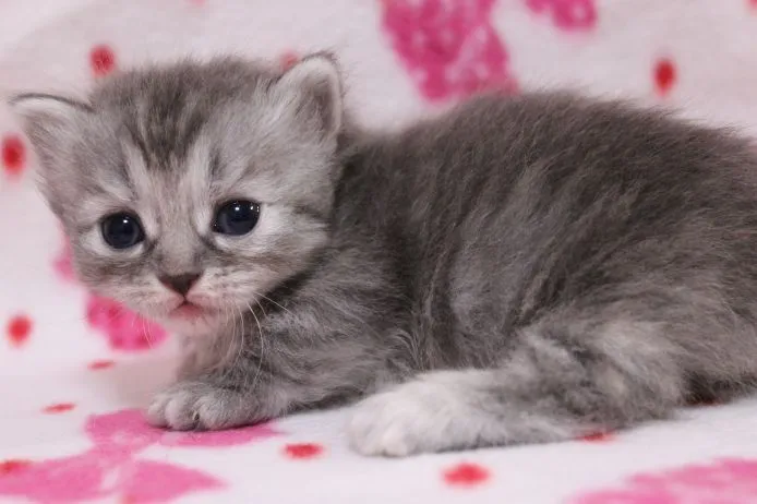ID:1412-00180の子猫