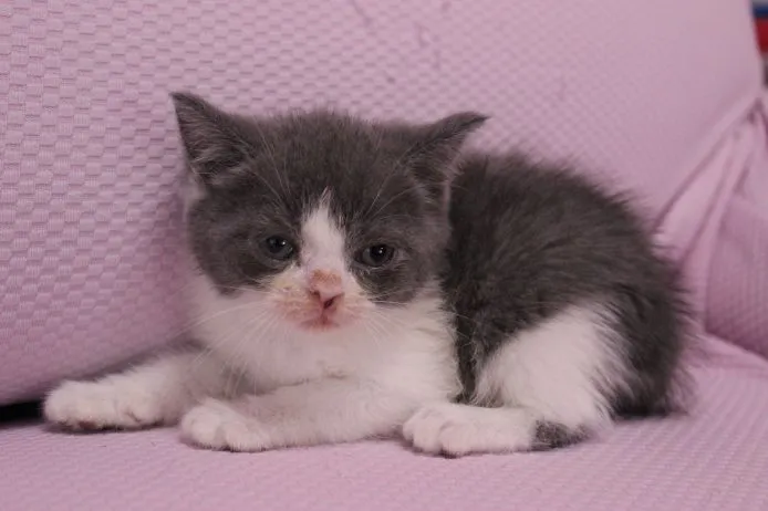ID:1504-00415の子猫