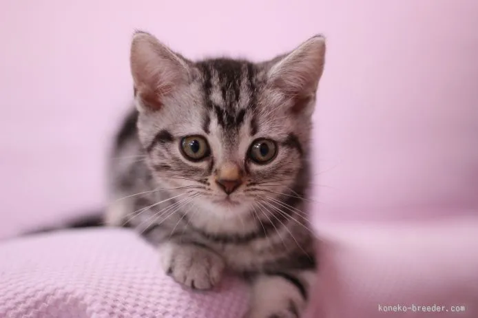 よし 様のお迎えした子猫