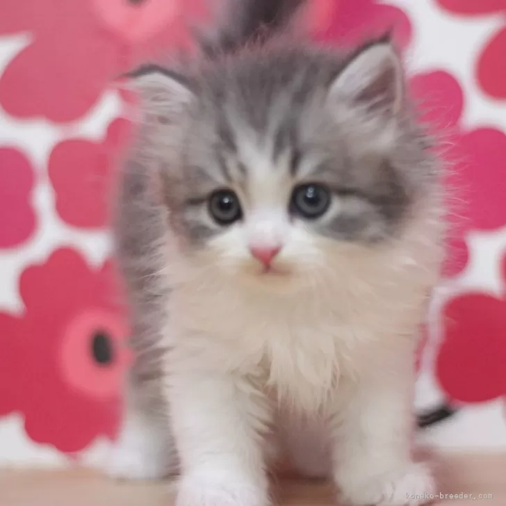 スコティッシュフォールド(立ち耳)【東京都・女の子・2024年7月11日・ブルータビー&amp;ホワイト】の写真1