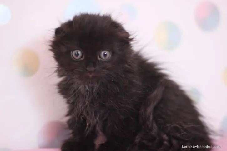 チョコたん 様のお迎えした子猫