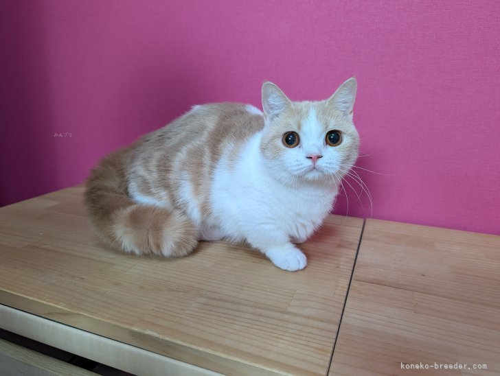 マンチカン【・女の子・2024年4月9日・クリームタビー&amp;ホワイト】