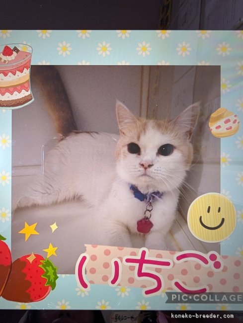スコティッシュフォールド【・女の子・2022年12月20日・クリームタビー&amp;ホワイト】