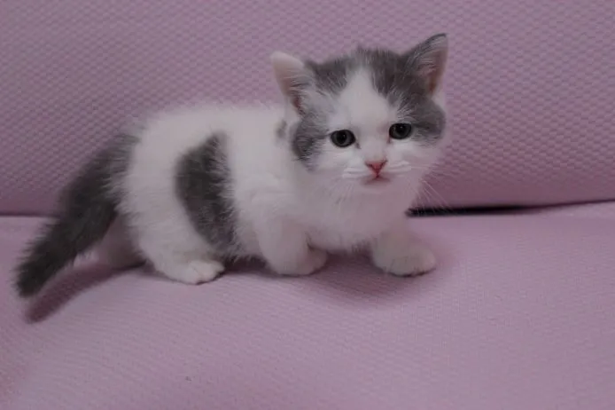 ID:1503-00109の子猫