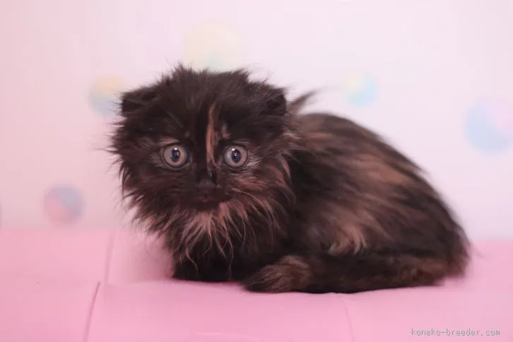 ID：1603-00301の子猫